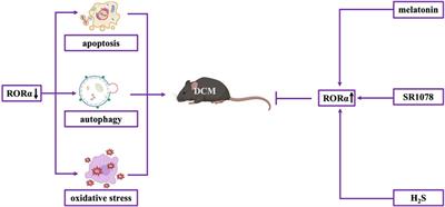 Roles of distinct nuclear receptors in diabetic cardiomyopathy